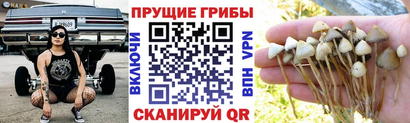 купить  сайты  Павловский Посад  Псилоцибиновые грибы Magic Shrooms 